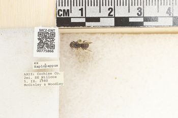 Media type: image;   Entomology 775866 Aspect: Labels